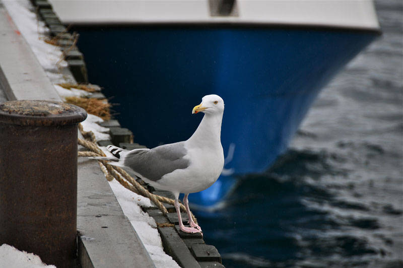 Scandinavie, Norvge, Sude, Finlande